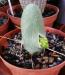 Echinopsis lageniformis f. mostruosa inermis syn. Trichocereus bridgesii f. mosruosa inermis 2.jpg